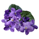 Violeta