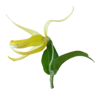 Ylang-Ylang