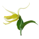 Ylang-Ylang
