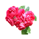 almíscar rosa