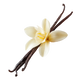 Baunilha